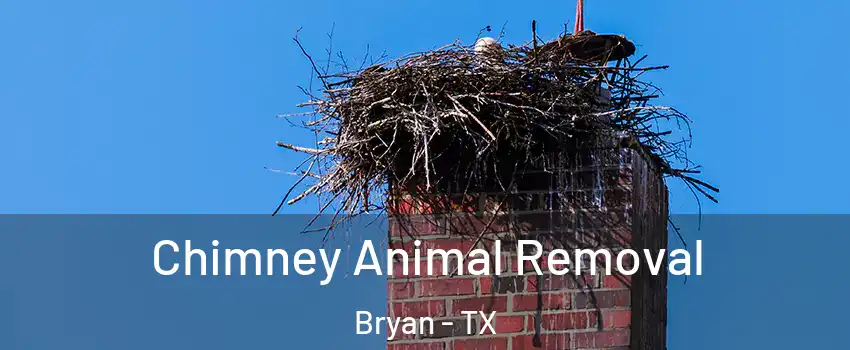  Chimney Animal Removal Bryan - TX