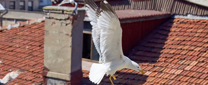 Residential Chimney Animal Removal Solution in Bryan, TX