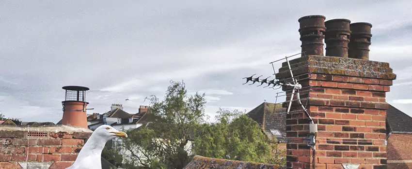 Chimney Cleaning And Restoration in Bryan, Texas